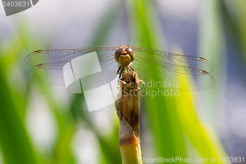 Image of Orange dragonfly resting on grass