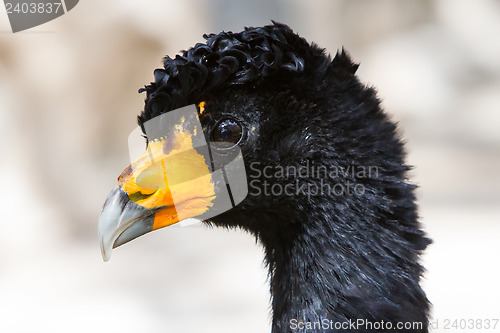 Image of Great Curassow Bird