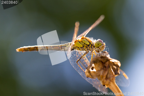 Image of Orange dragonfly resting on grass