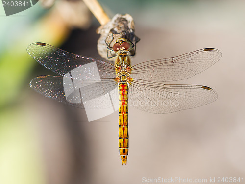 Image of Orange dragonfly resting on grass