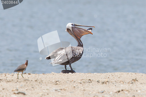 Image of Brown pelican (Pelecanus occidentalis) with a fish in its pouch