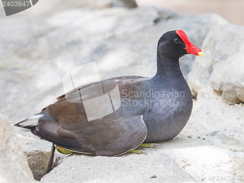Image of Moorhen resting on a rock 