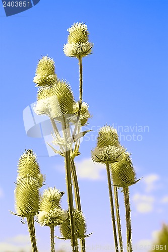 Image of Teasel flowers against blue sky