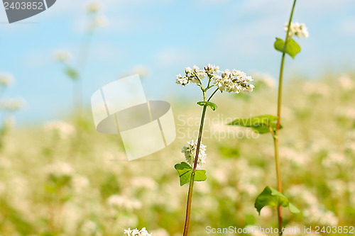 Image of Buckwheat flower above field