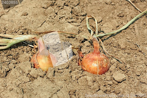 Image of Two onions in the soil