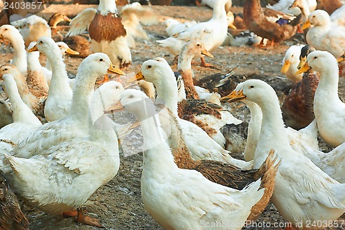 Image of Ducks in the poultry yard