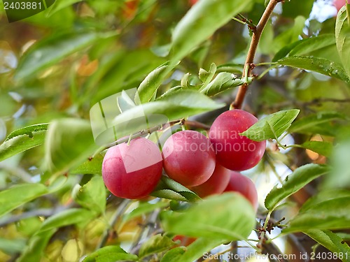Image of Ripe plum fruit on a branch
