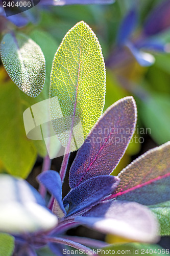 Image of sage, Salvia officinalis