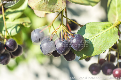 Image of Black choke berry