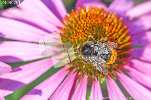 Image of coneflower, Echinacea purpurea