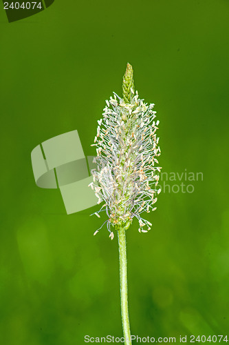 Image of buckhorn plantain