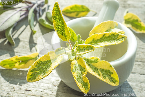 Image of sage, Salvia officinalis