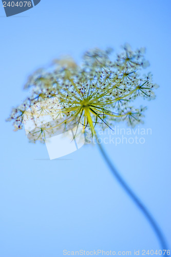 Image of wild carrot bloom