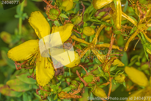 Image of St. John's wort