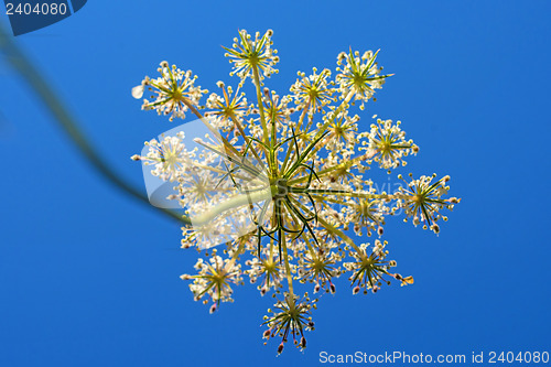 Image of wild carrot bloom