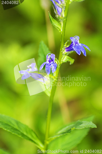 Image of lobelia, medicinal plant of the American Indians