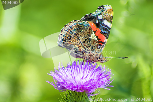 Image of Red admiral, Vanessa atalanta