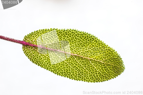 Image of sage leaf