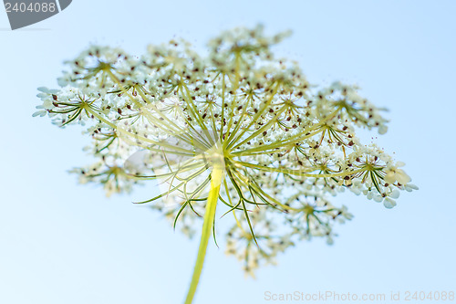 Image of wild carrot bloom