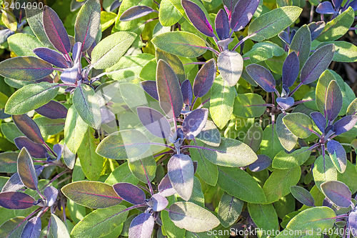 Image of sage, Salvia officinalis