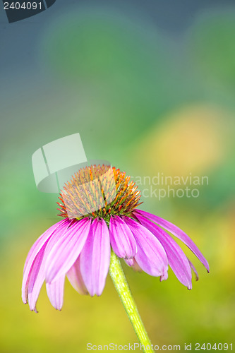 Image of coneflower, Echinacea purpurea