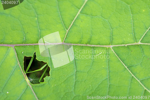 Image of closeup of a burdock leaf 