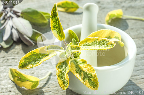 Image of sage, Salvia officinalis