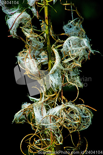 Image of rosebay willow-herb, Epilobium angiustifolium