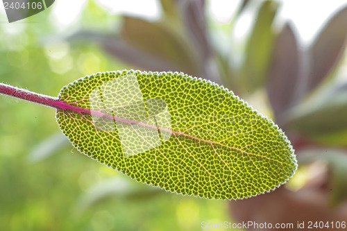 Image of sage leaf