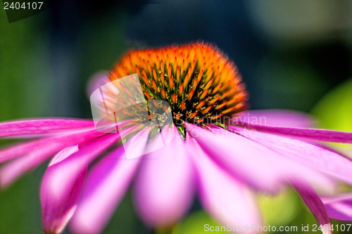 Image of coneflower, Echinacea purpurea