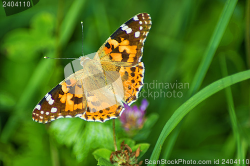 Image of painted lady,  Cynthia cardui