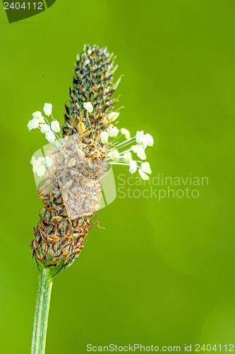 Image of buck-horn plantain