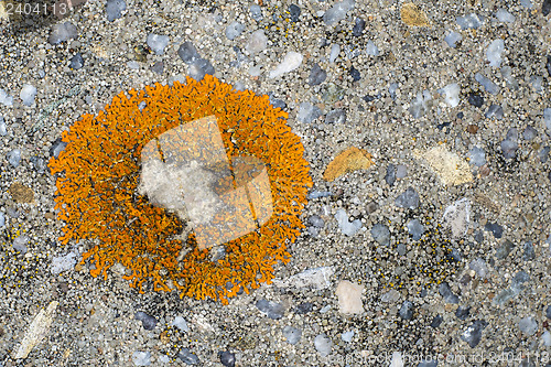 Image of lichen on a stone