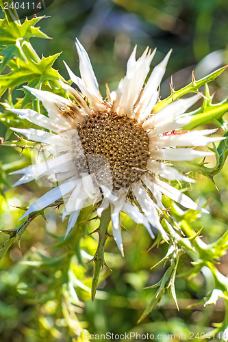 Image of Carline thistle