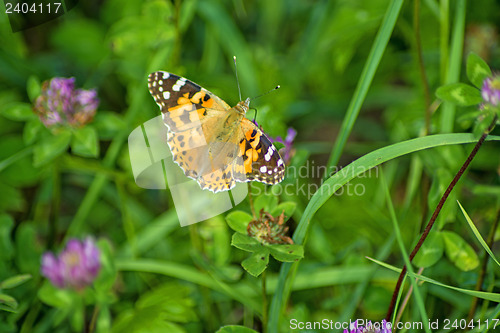 Image of painted lady,  Cynthia cardui