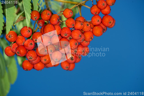 Image of rowan berry