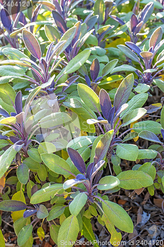 Image of sage, Salvia officinalis