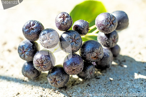 Image of Black choke berry