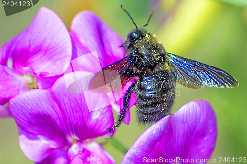 Image of Carpenter bee, Xylocopa violocea, on vetch