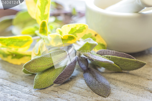 Image of sage, Salvia officinalis