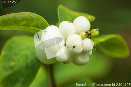 Image of Snowberries