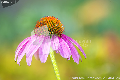 Image of cone flower, Echinacea purpurea