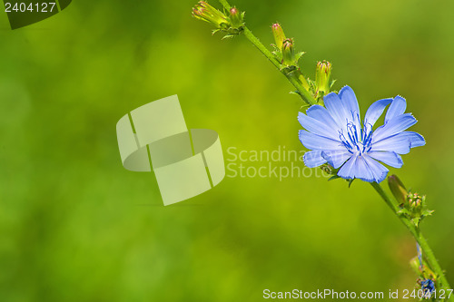 Image of Medicinal plant chicory