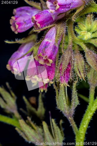 Image of comfrey