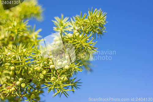 Image of juniper berries