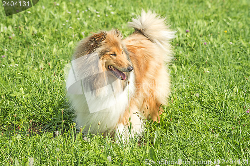 Image of collie dog