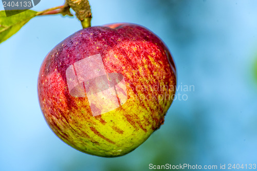 Image of apple at a tree