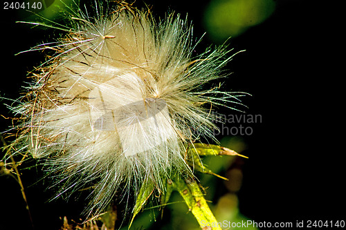 Image of  woolly thistle, Cirsium eriophorum