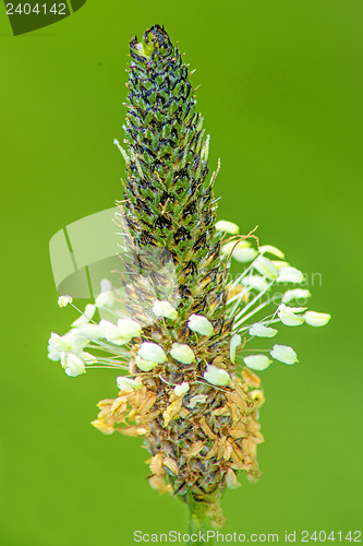 Image of buck-horn plantain