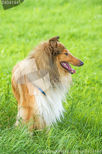 Image of collie